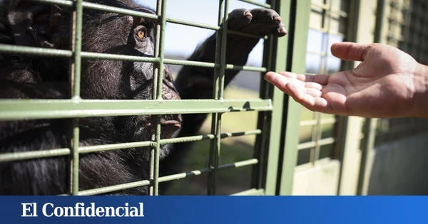 Analizan la piel humana y descubren que perder el pelo fue una desventaja evolutiva