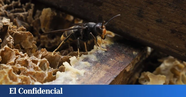 Así debes actuar si te pica una avispa velutina: las recomendaciones de la Xunta de Galicia tras provocar tres muertes en España