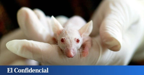Inyectan ADN humano en el de ratones y empiezan a resolver el gran misterio de nuestro cerebro