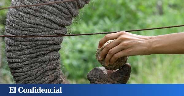 Muere una turista española al ser atacada por un elefante en Tailandia