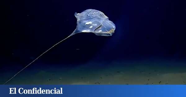 Exploran los lugares más profundos del océano y encuentran 7.000 especies desconocidas