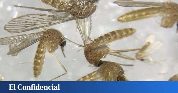 Extremadura llega a los veinte afectados por el virus del Nilo con seis personas hospitalizadas