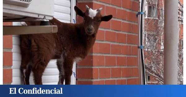 Misterio en Villaverde: una cabra aparece atrapada en la ventana de un quinto piso y nadie sabe cómo ha llegado hasta ahí