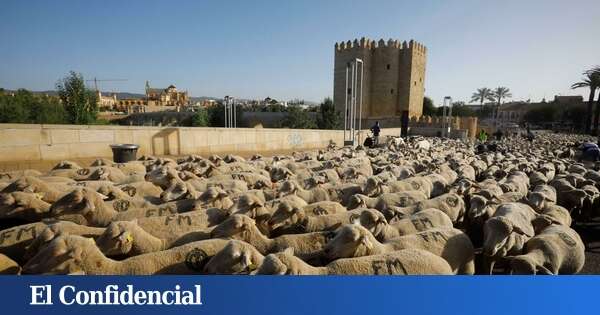 El sector ganadero andaluz enciende la luz roja tras caer casi a la mitad en 20 años