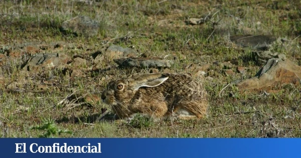 Pillan a un navarro cazando en Soria de forma ilegal y en su huida abandona a sus perros