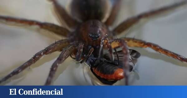 Malas noticias para los aracnofóbicos: el motivo por el que esta araña gigante prolifera en Europa