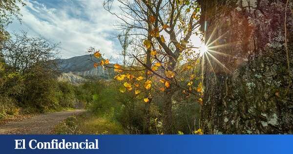 El bosque de Castilla y León que merece una visita en diciembre, según 'National Geographic'