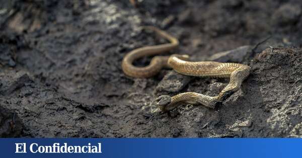 Si usted camina por el monte y se ha cruzado alguna vez con una víbora, este artículo le interesa