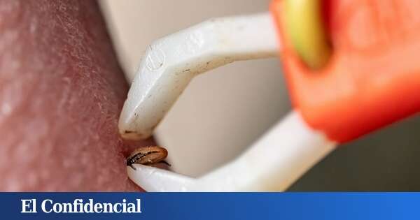 La proliferación de garrapatas por el cambio climático puede multiplicar los casos de Lyme