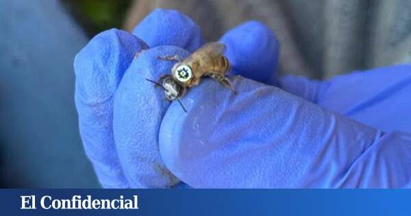 Ni miel ni polen: estas abejas transportan así códigos QR