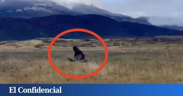 Un animal marino aparece vivo a 50 km de la costa y la ciencia trata de encontrar una explicación
