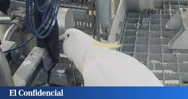 Australia aborta 'in extremis' el despegue de un cohete y al buscar responsables se encuentran con esto