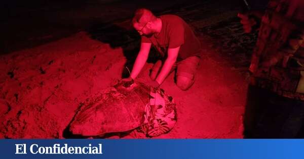 Una tortuga pone 117 huevos en la playa de Arenales del sol, en Elche (Alicante)