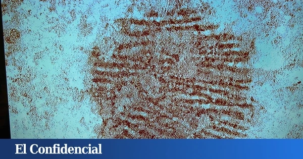 Esta es la huella dactilar más antigua del mundo: tiene 43.000 años y está en España