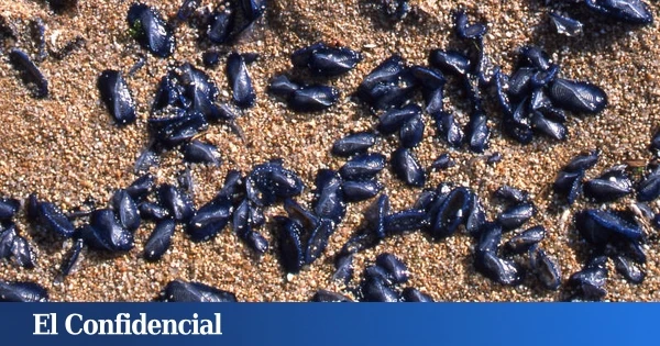 Llega antes, huele mal y está por todas partes: la primavera salvaje de la medusa velero
