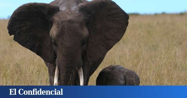 La guerra contra los cazadores furtivos en África: 