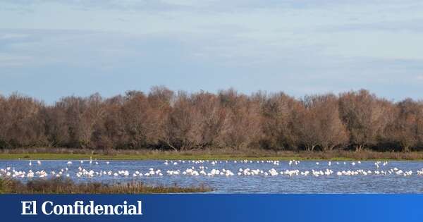 La cara B del temporal: las borrascas llenan el acuífero de Doñana y llevan agua a Daimiel