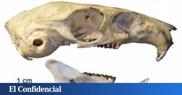 En los 90, un biólogo vio una rata extraña en un mercado de Asia: hoy sabemos que era un 'fósil viviente' que se creía extinto desde hacía 11M de años