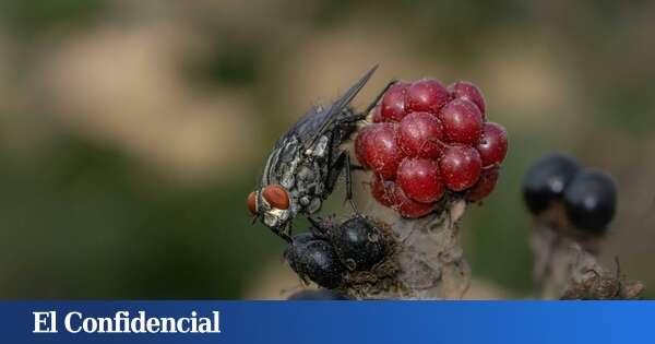 El macho solterón de esta mosca podría explicar el problema de la fertilidad en los hombres