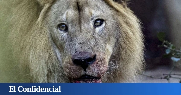 Un zoo en Dinamarca desata la polémica al pedir animales domésticos para alimentar a sus grandes felinos