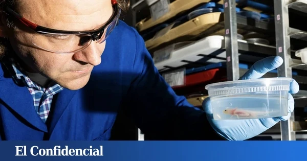 Modifican el ADN de los ajolotes y descubren que la clave para regenerar extremidades está en un fármaco contra el acné