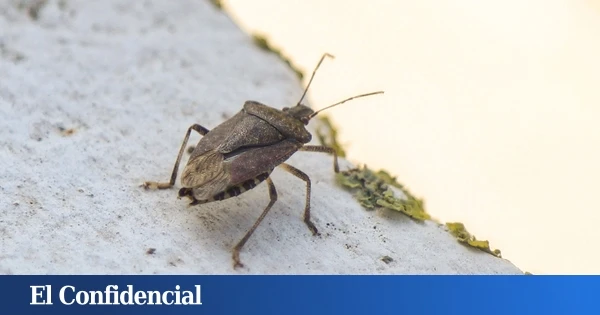 Una plaga de chinches invade Murcia: lo que debes hacer si entran en casa, según el Ayuntamiento