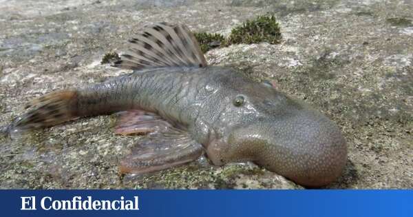 Van de expedición un mes a Perú... y encuentran 27 especies desconocidas para la ciencia