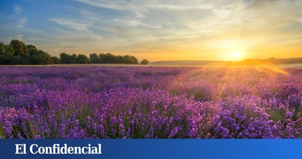 Campos de lavanda y catas a la luz de la luna: planes veraniegos en el corazón rural del sureste madrileño