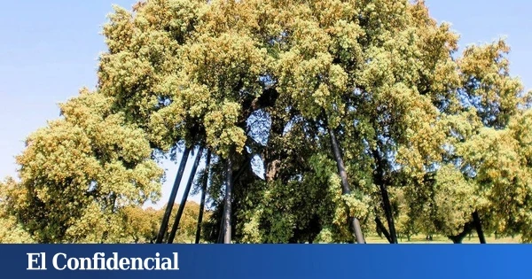 La encina más antigua y grande de Europa está en Extremadura: tiene casi 800 años y puedes visitarla gratis