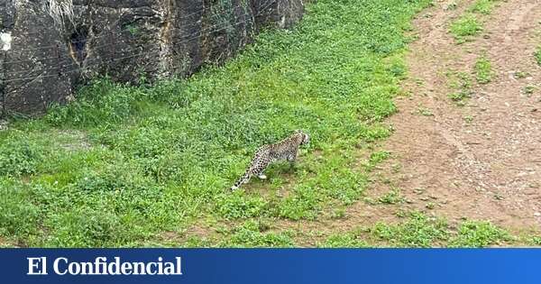 Abatido uno de los dos leopardos persas de Cabárceno tras escaparse de su recinto