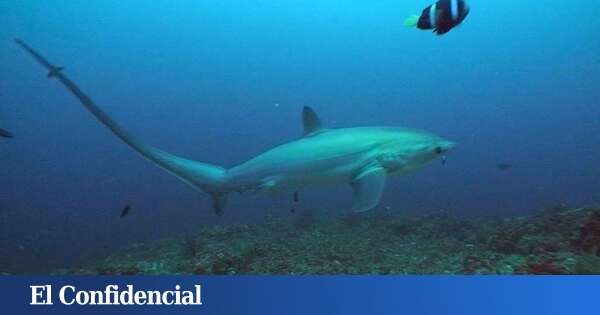 ¿Adiós a los tiburones en el Mediterráneo? Este es el plan de España para evitar su desaparición