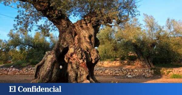 El árbol más longevo de España está en Tarragona: tiene 1.701 años de edad y fue plantado en tiempos del emperador Constantino I