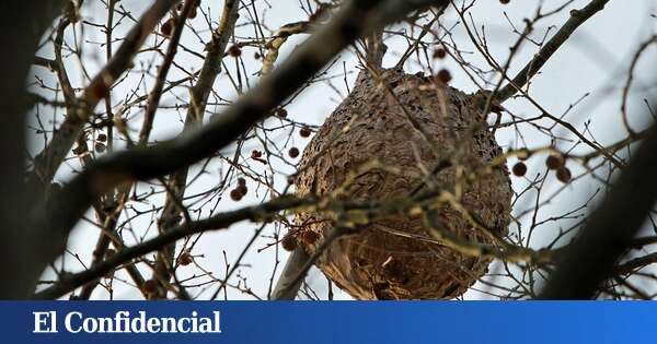 De la avispa asiática a los visones: todas las plagas imposibles de erradicar que preocupan a esta provincia del País Vasco