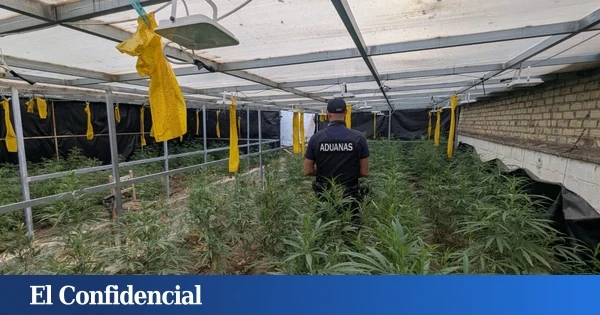 Una tirita para curar un balazo: por qué falla la estrategia contra el fraude eléctrico de la marihuana 'indoor'