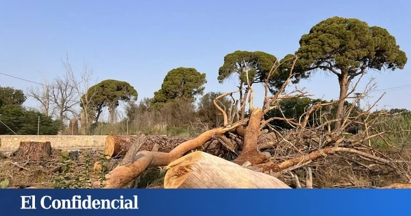 Denuncian la muerte de árboles centenarios en Murcia: una asociación anuncia acciones judiciales