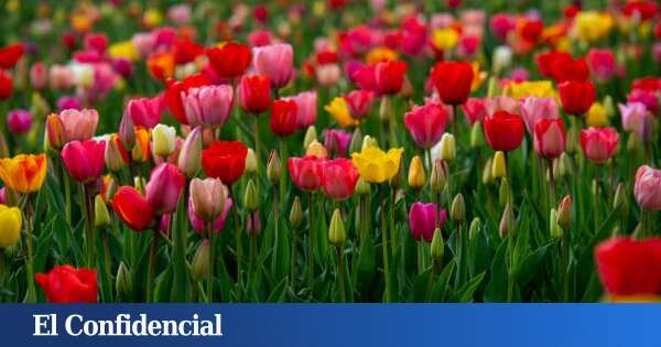 No lo conocías: este es el mejor lugar de Barcelona para disfrutar de la floración de los tulipanes (y que debes visitar a partir de esta fecha)