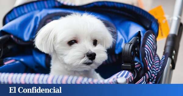 Hay un país que ya vende más carritos para perros que para bebés: así ha sido el cambio de tendencia