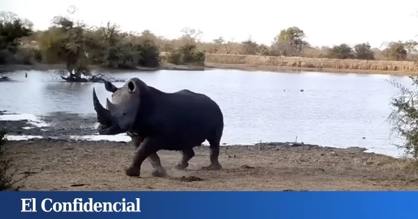10.000 grabaciones lo demuestran: hay un 'superdepredador' en África que da más miedo que los leones