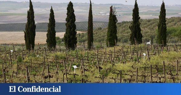 Cómo resucitar un vino: el pueblo de Castellón que ha recuperado variedades de uva extinguidas hace un siglo