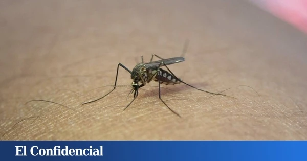 El mejor remedio para los mosquitos es este invento que además enfría tu casa sin gastar luz