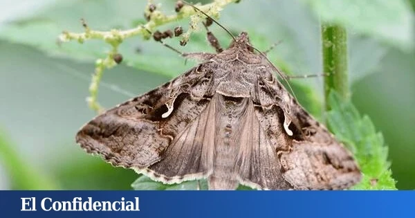 Alerta por polillas gigantes: las ciudades de España que están en aviso por esta nueva plaga