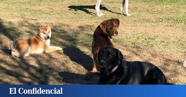 Alegría para los perros: así es el hotel canino de 5 estrellas (con chófer incluido) a solo media hora de Madrid que abre las 24 horas del día