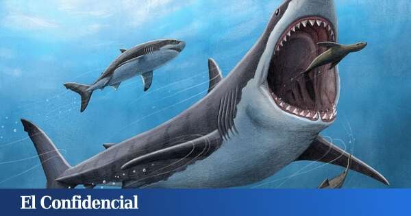 Estábamos equivocados: el megalodón no era una 'versión gigante' del tiburón blanco