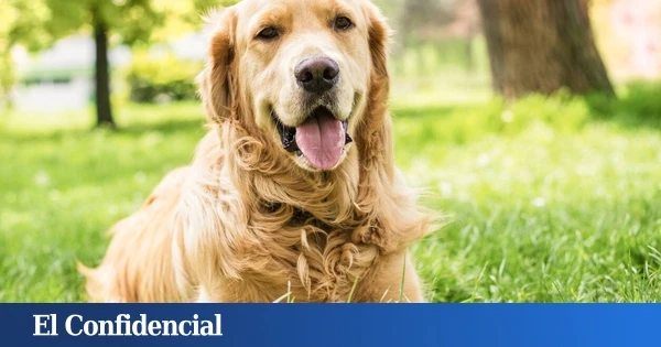 Collares antiparásitos para perros: protégelo esta primavera
