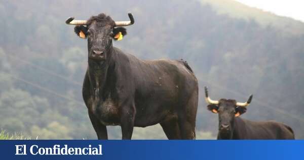 La tuberculosis acaba con la ganadería de eventos taurinos más antigua de Guipúzcoa: 