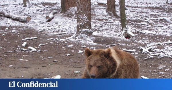 ¿Qué está pasando con los osos? Las muertes por ataque de este animal baten récords en Japón