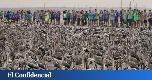 Fuente de Piedra se viste de rosa con 40.000 flamencos en la mayor laguna de Andalucía