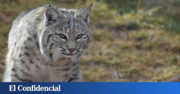 ¿De dónde viene la expresión del español 