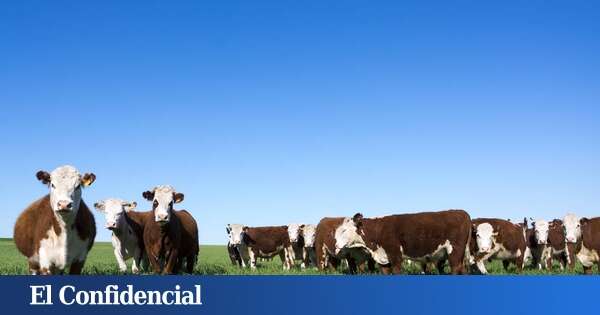 'Agua de vaca' para la agricultura: así funciona esta técnica frente a la sequía