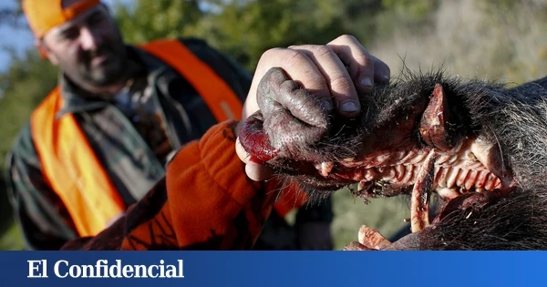 La última batalla del Ejército italiano: controlar a tiros a los jabalíes para salvar su 'prosciutto'